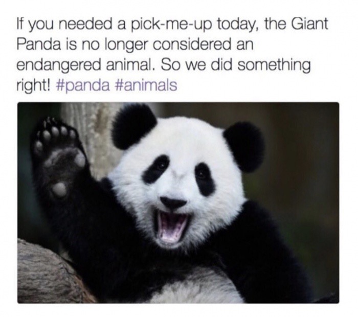 sunday meme about pandas no longer being endangered