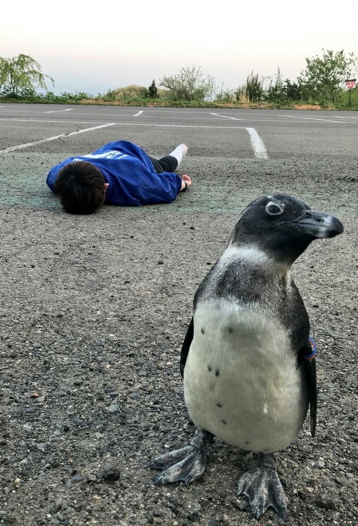 sunday meme of a penguin in the aftermath of killing a child