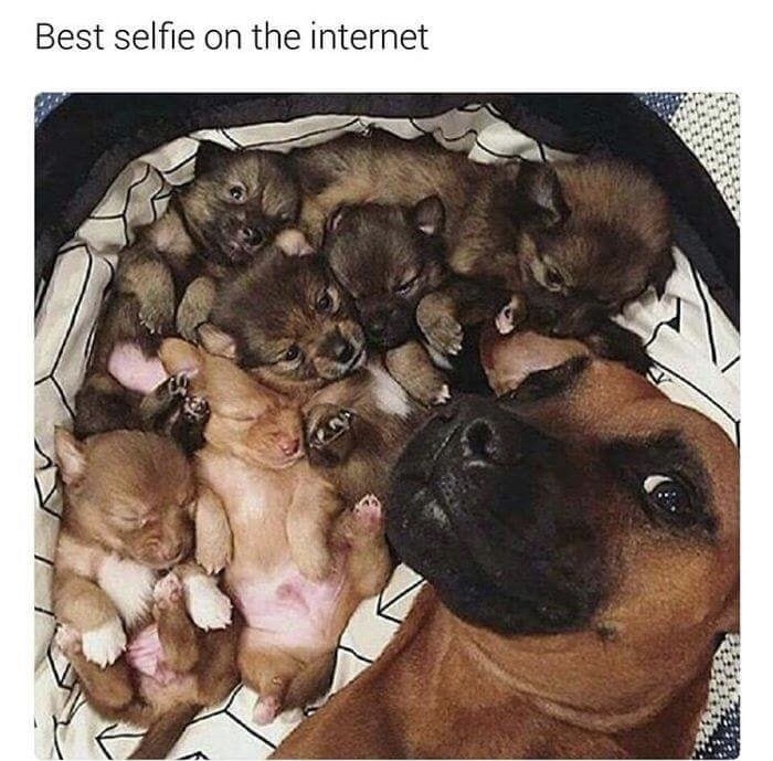 sunday meme with selfie of a dog with its puppies