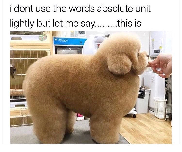 memes - chonky animals - i dont use the words absolute unit lightly but let me say.........this is Adest