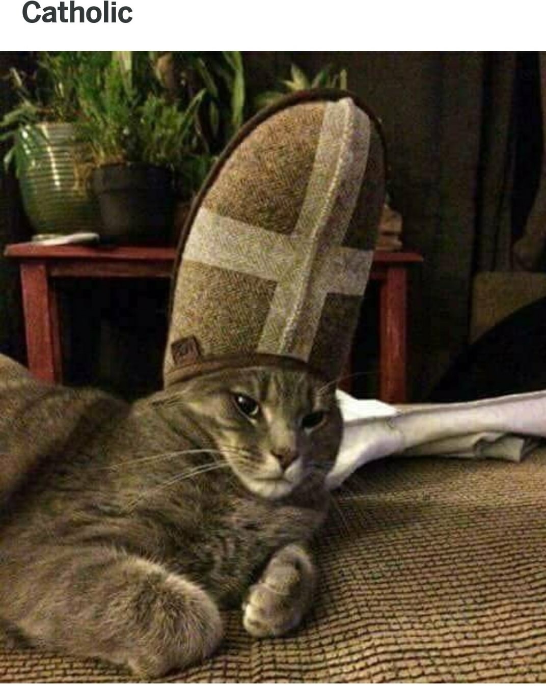 memes - religious cat - Catholic