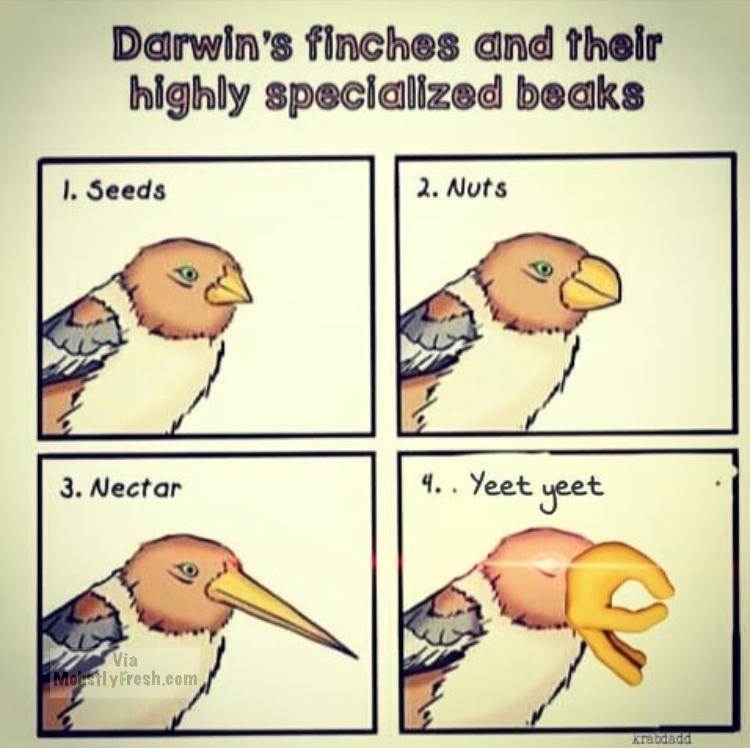 memes - darwin's finches and their highly specialized beaks - Darwin's finches and their highly specialized beaks 1. Seeds 2. Nuts 3. Nectar 4.. Yeet yeet Via Molislyfresh.com kradada