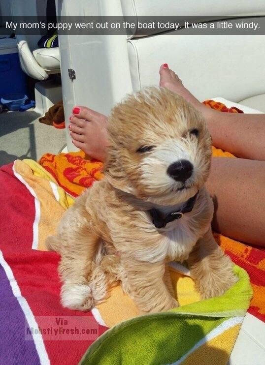 memes - cute buzzfeed pups - My mom's puppy went out on the boat today. It was a little windy. Via NostlyFresh.com