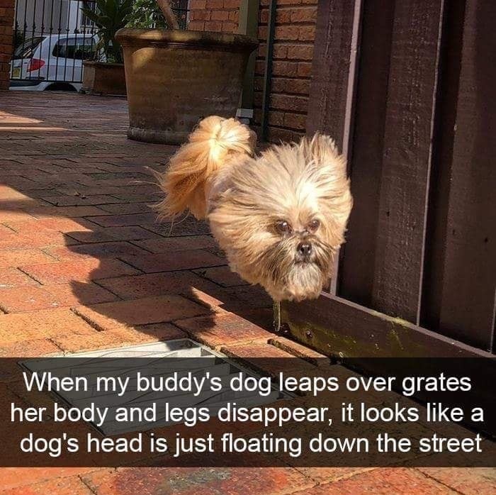 memes - floating dog meme - When my buddy's dog leaps over grates her body and legs disappear, it looks a dog's head is just floating down the street