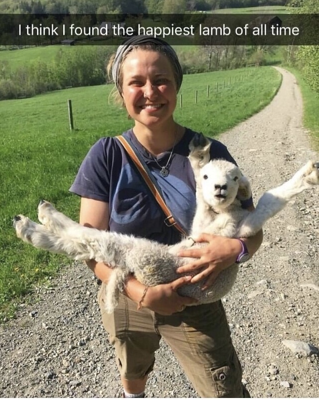 memes - happiest lamb of all time - I think I found the happiest lamb of all time
