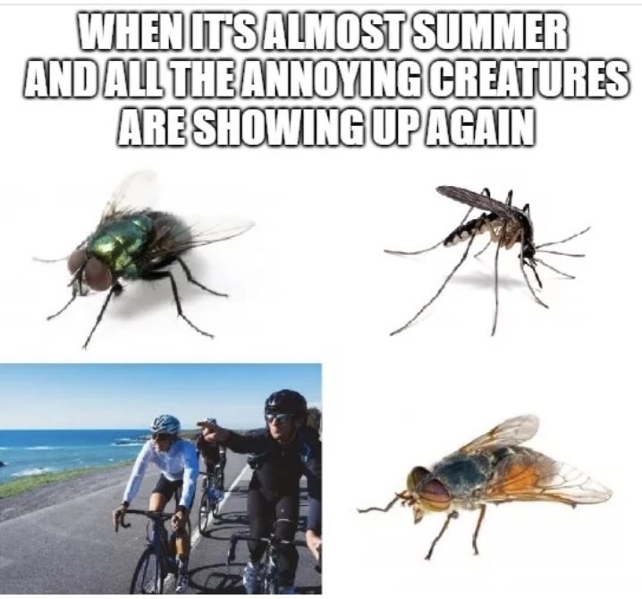 memes - summer annoying creatures meme - When Its Almost Summer And All The Annoying Creatures Are Showing Up Again