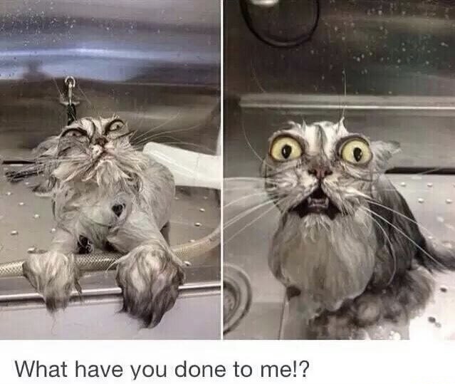 memes - frazzled cat - What have you done to me!?