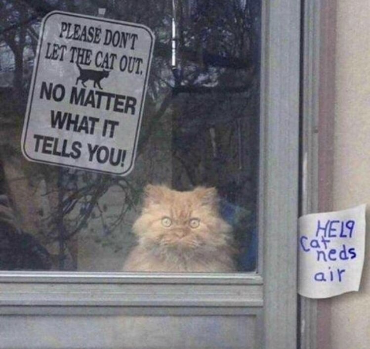 memes - don t let cat out meme - Please Don'T Let The Cat Out No Matter What It Tells You! air