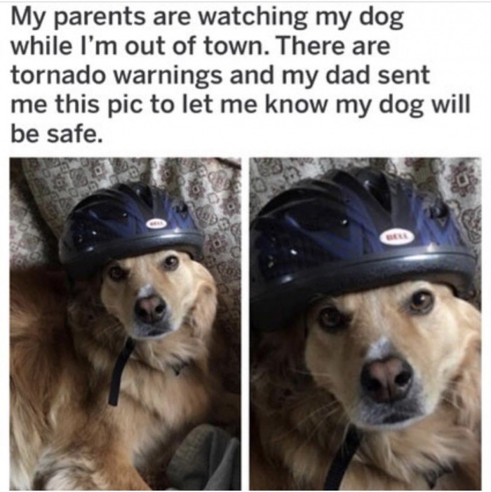 memes - funny dog memes - My parents are watching my dog while I'm out of town. There are tornado warnings and my dad sent me this pic to let me know my dog will be safe.