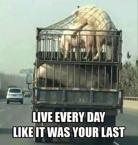 memes - live every day meme - Live Every Day It Was Your Last