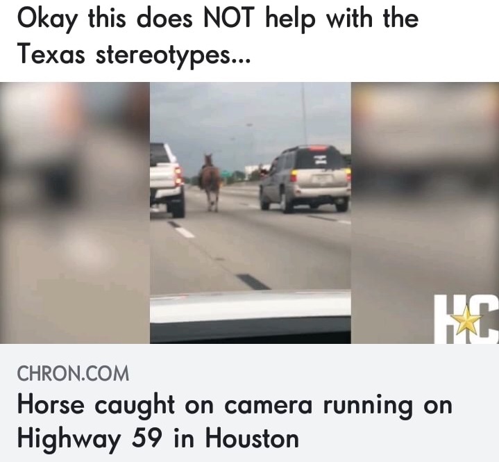 memes - memes for texas - Okay this does Not help with the Texas stereotypes... Chron.Com Horse caught on camera running on Highway 59 in Houston