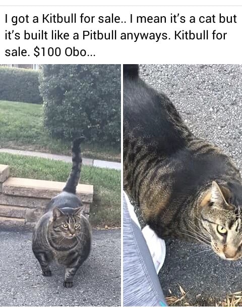 memes - kitbull for sale - I got a kitbull for sale.. I mean it's a cat but it's built a Pitbull anyways. Kitbull for sale. $100 Obo...