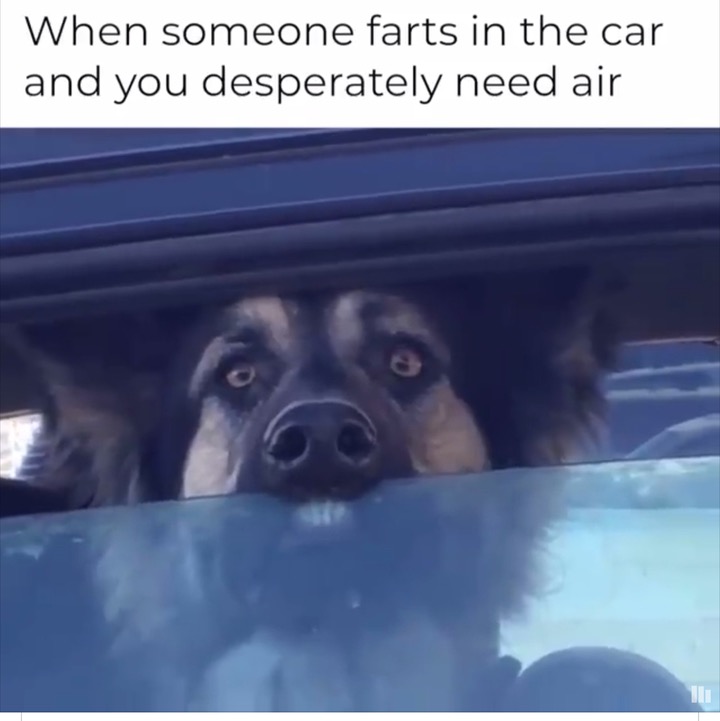 someone farts in the car and you desperately need air - When someone farts in the car and you desperately need air