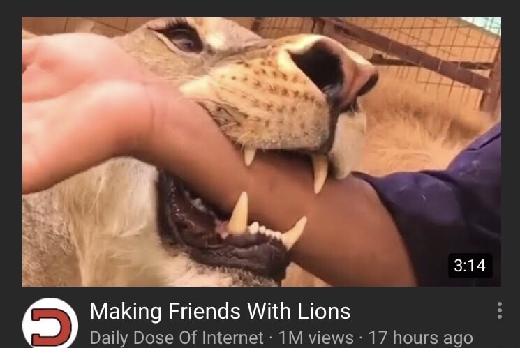 funny Monday meme of YouTube tutorial about befriending lions