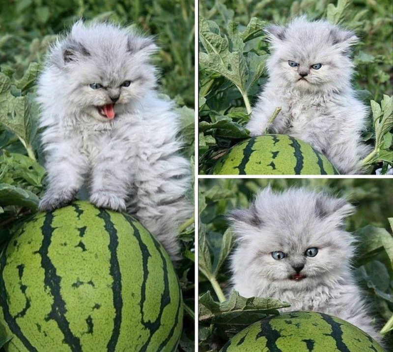 Monday meme with pics of an angry kitten guarding a watermelon