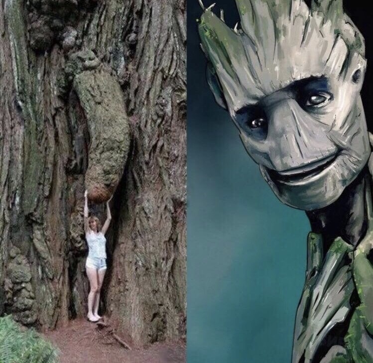 funny Monday meme about Groot's genitalia