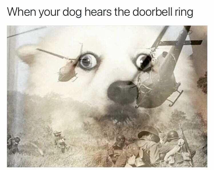 your dog hears the doorbell ring - When your dog hears the doorbell ring