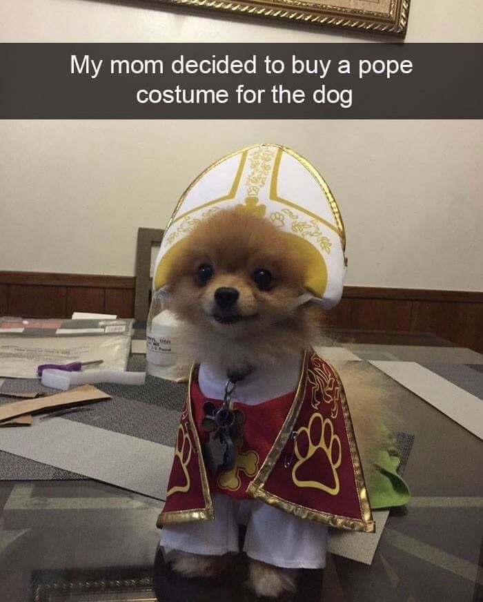 holy doggo - My mom decided to buy a pope costume for the dog