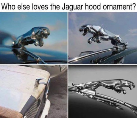 meme stream - jaguar hood ornament meme - Who else loves the Jaguar hood ornament?