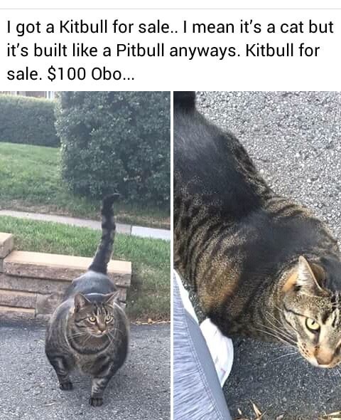 kitbull cat - I got a Kitbull for sale.. I mean it's a cat but it's built a Pitbull anyways. Kitbull for sale. $100 Obo...