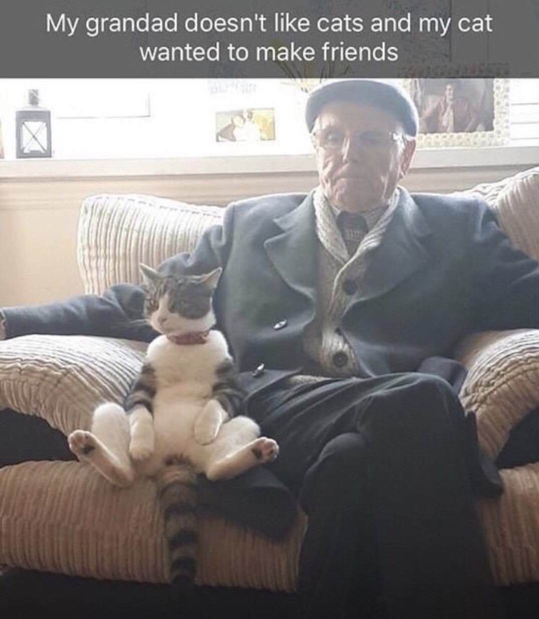 you accidentally open the special ed room meme - My grandad doesn't cats and my cat wanted to make friends