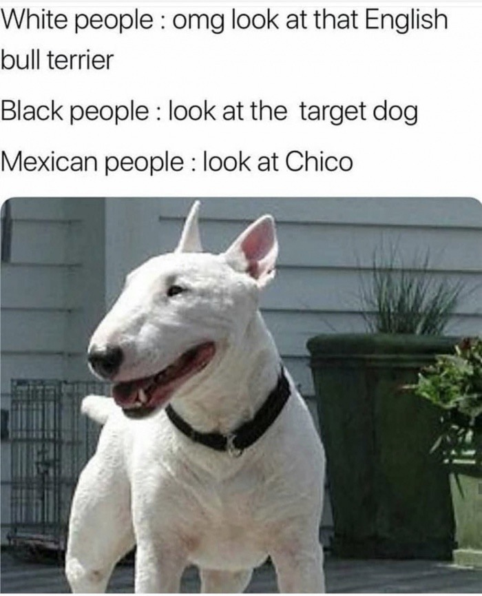 white miniature bull terrier - White people omg look at that English bull terrier Black people look at the target dog Mexican people look at Chico