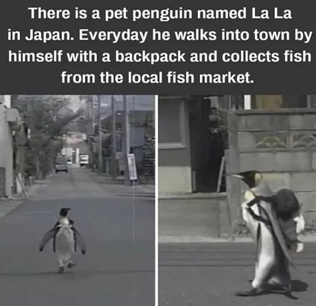lala penguin - There is a pet penguin named La La in Japan. Everyday he walks into town by himself with a backpack and collects fish from the local fish market.