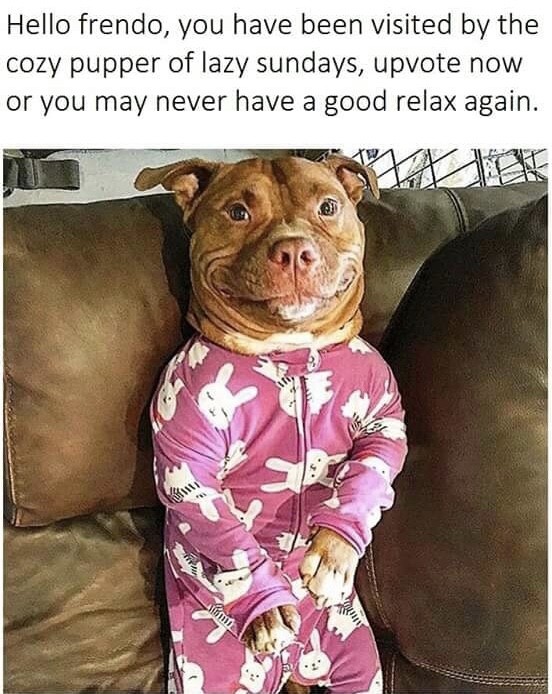 meaty pitbull smiling - Hello frendo, you have been visited by the cozy pupper of lazy sundays, upvote now or you may never have a good relax again.
