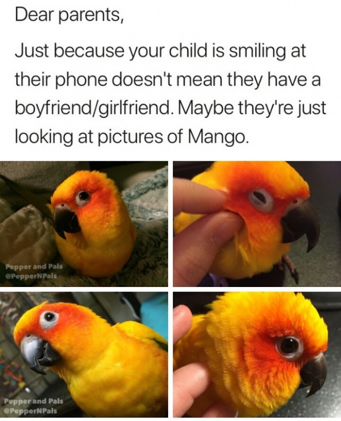mango bird meme - Dear parents, Just because your child is smiling at their phone doesn't mean they have a boyfriendgirlfriend. Maybe they're just looking at pictures of Mango. Pepper and Pals Pepper and Pals