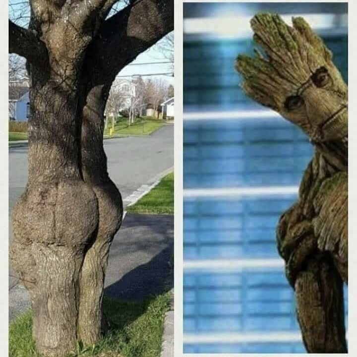 booty tree