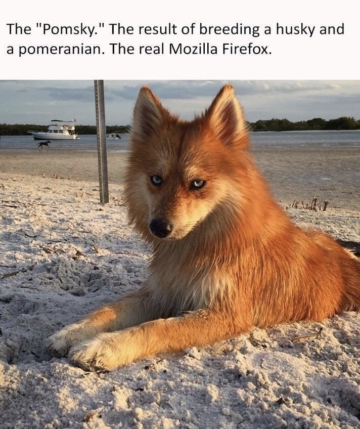 real mozilla firefox - The "Pomsky." The result of breeding a husky and a pomeranian. The real Mozilla Firefox.