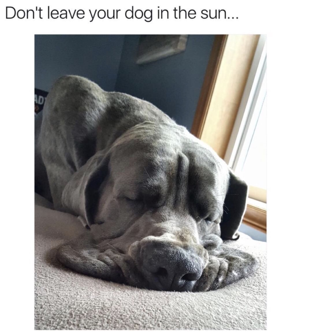 melting dog - Don't leave your dog in the sun...