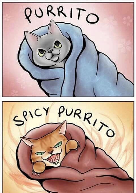 purrito and spicy