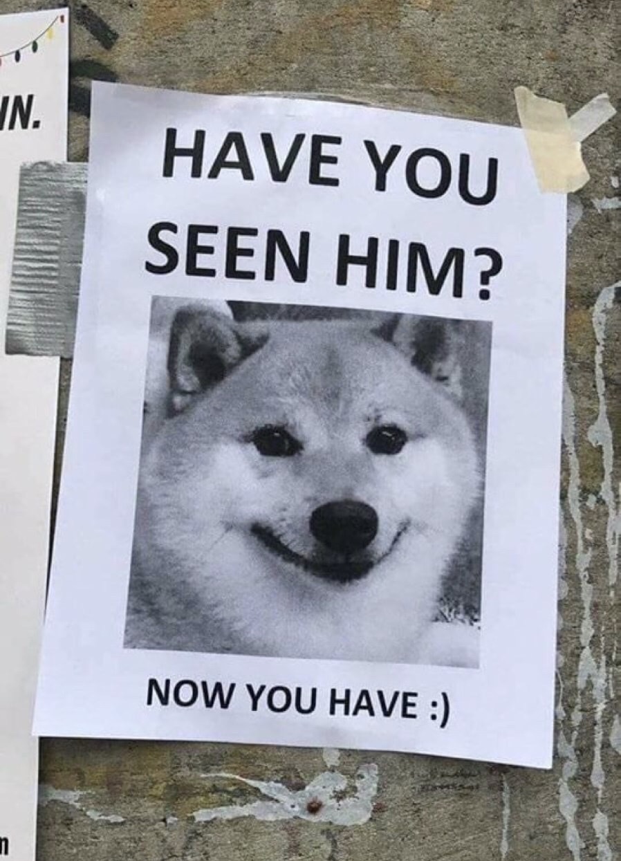 memes - shiba have you seen him - In, Have You Seen Him? Now You Have