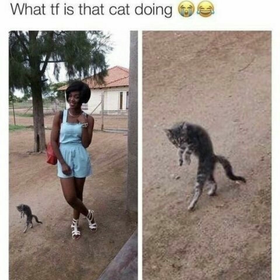 dank meme cat doing - What tf is that cat doing
