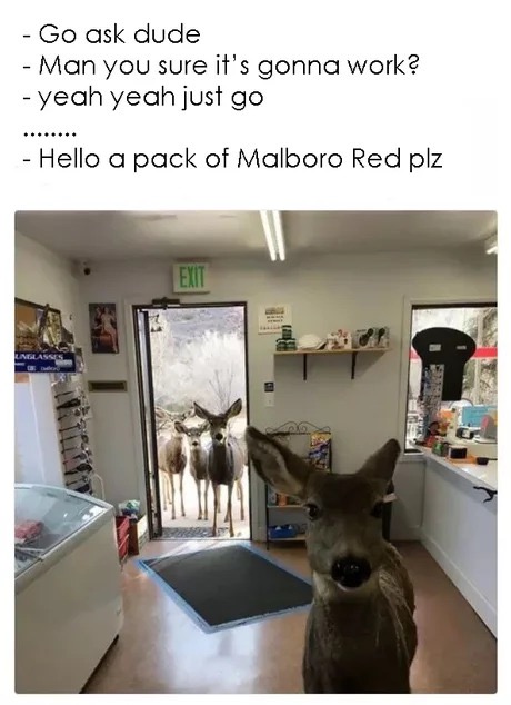 dank meme deer entered a shop in colorado - Go ask dude Man you sure it's gonna work? yeah yeah just go Hello a pack of Malboro Red plz Exit