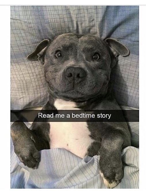 dank meme pitbull good night - Read me a bedtime story