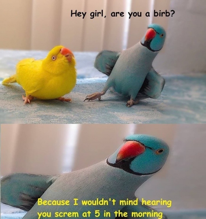 dank meme indian ringneck bird - Hey girl, are you a birb? Because I wouldn't mind hearing you screm at 5 in the morning