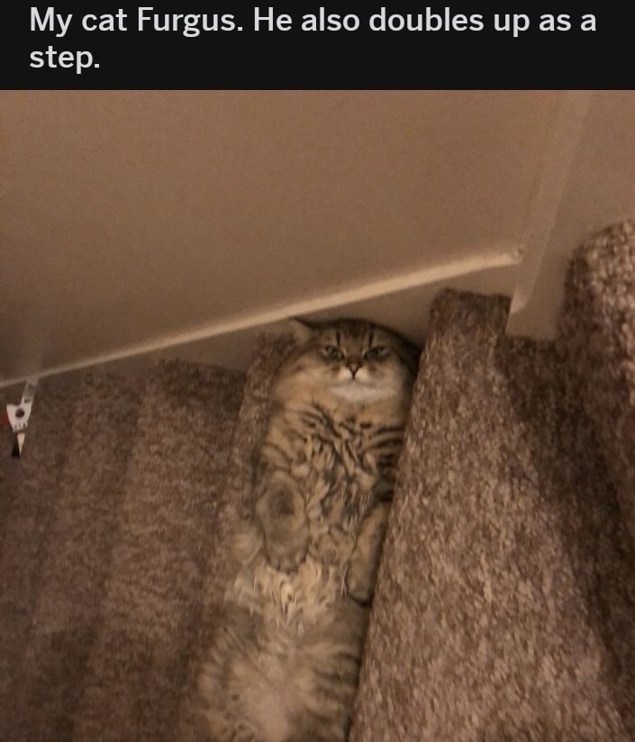 dank meme funny animal memes - My cat Furgus. He also doubles up as a step.