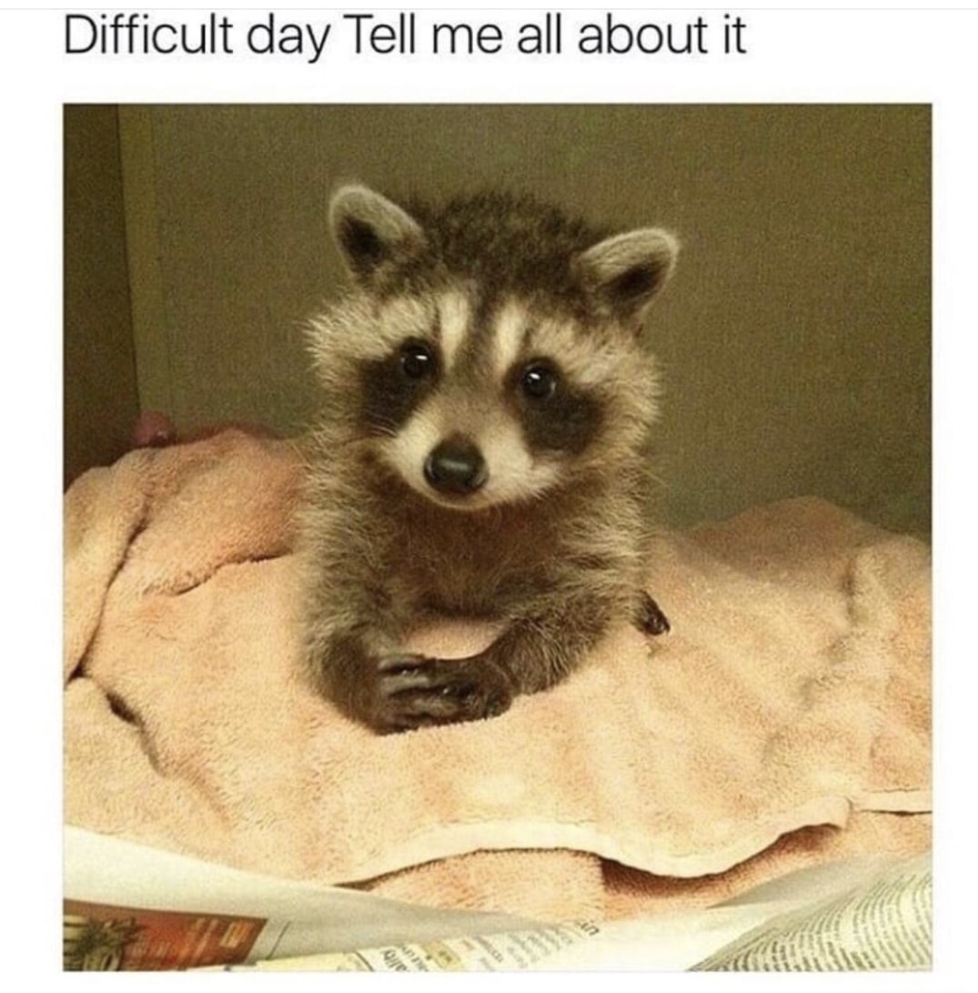 dank meme adorable raccoon - Difficult day Tell me all about it