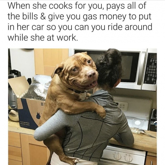 my dog is my baby - When she cooks for you, pays all of the bills & give you gas money to put in her car so you can you ride around while she at work.