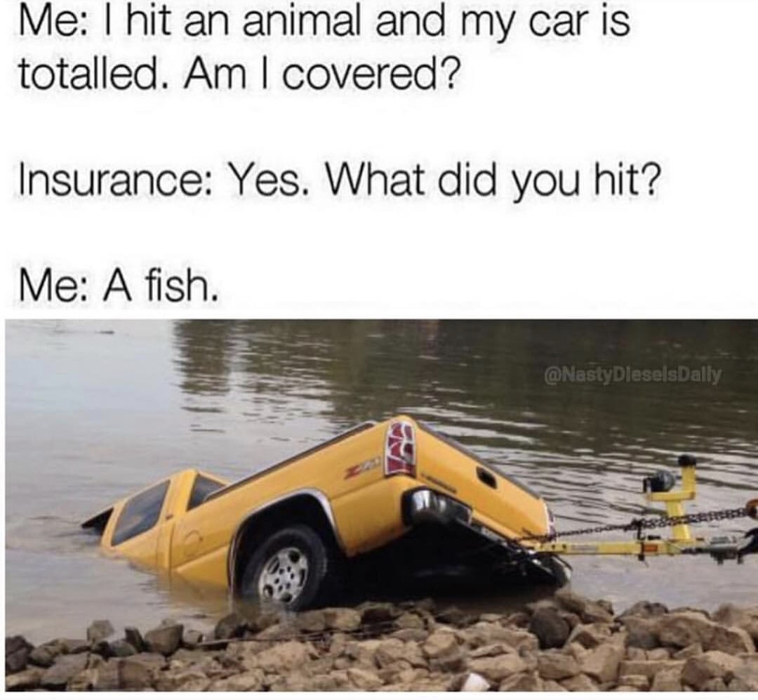 hit an animal with my car - Me I hit an animal and my car is totalled. Am I covered? Insurance Yes. What did you hit? Me A fish.