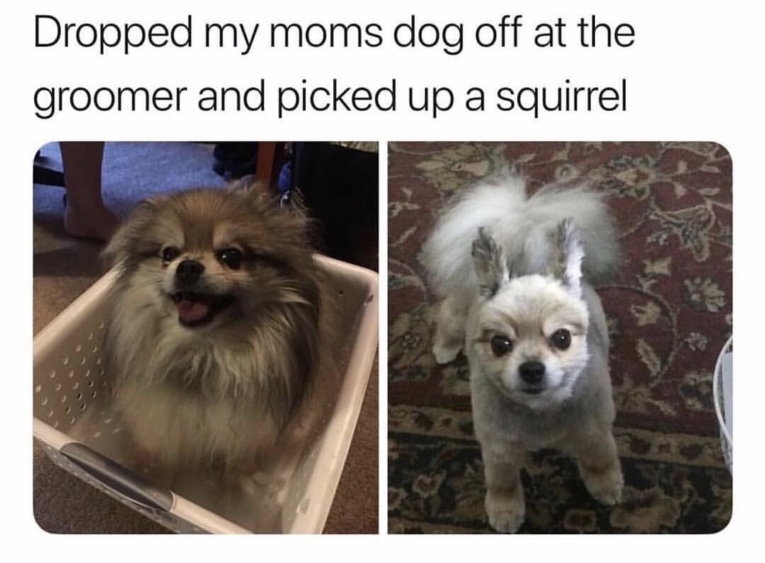 dropped my moms dog off at the groomer and picked up a squirrel - Dropped my moms dog off at the groomer and picked up a squirrel