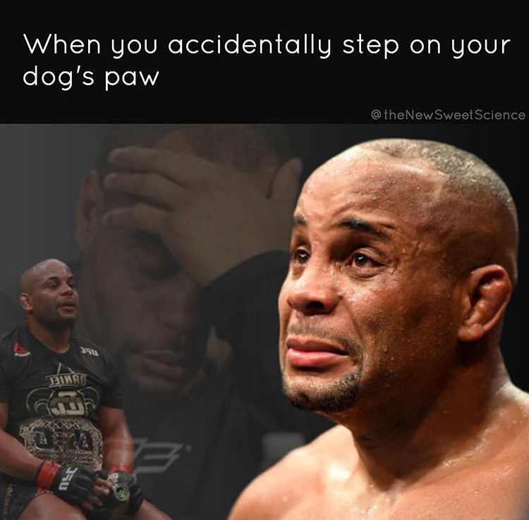 daniel cormier cry - When you accidentally step on your dog's paw Sweet Science Jinad ou