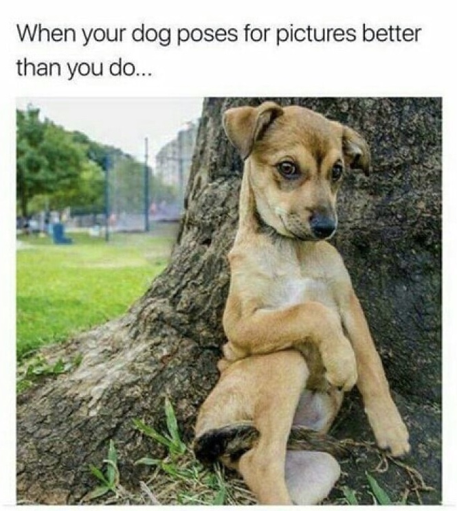 funny animal memes - When your dog poses for pictures better than you do...