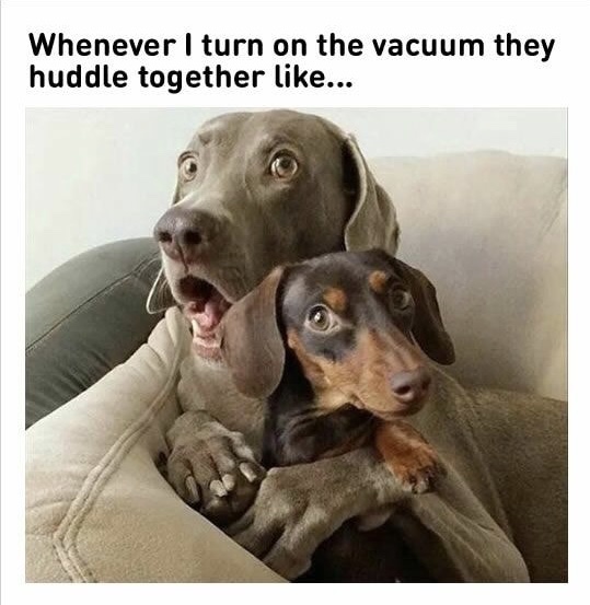memes - funny dog memes 2019 - Whenever I turn on the vacuum they huddle together ...