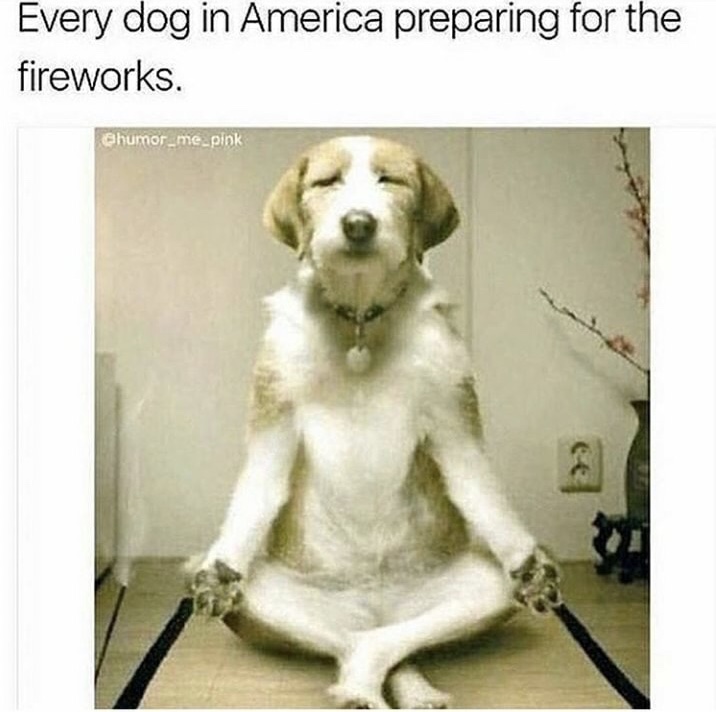memes - no we wait meme - Every dog in America preparing for the fireworks. humor_mepink