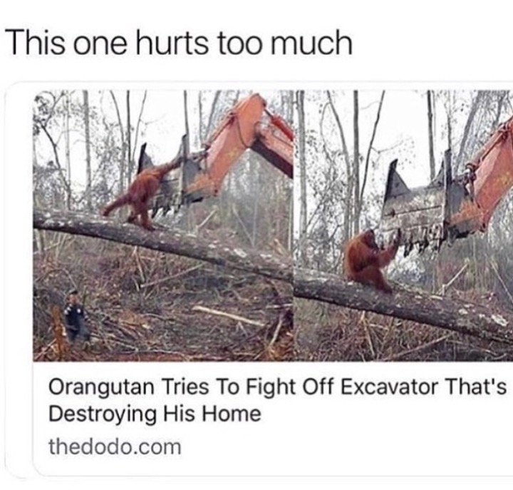 orangutan excavator - This one hurts too much Orangutan Tries To Fight Off Excavator That's Destroying His Home thedodo.com