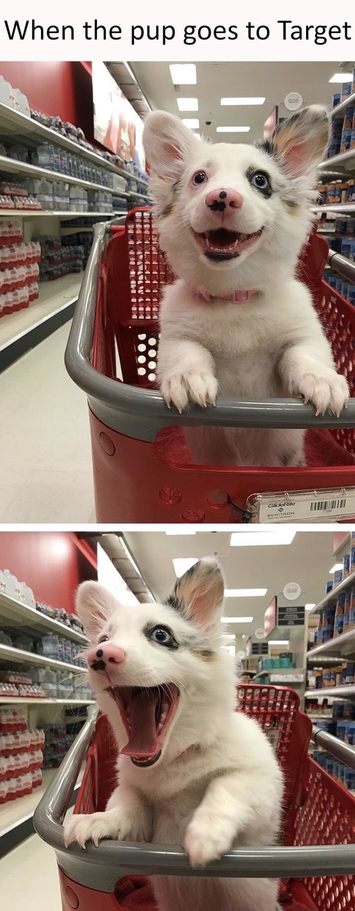 excited dog at target - When the pup goes to Target