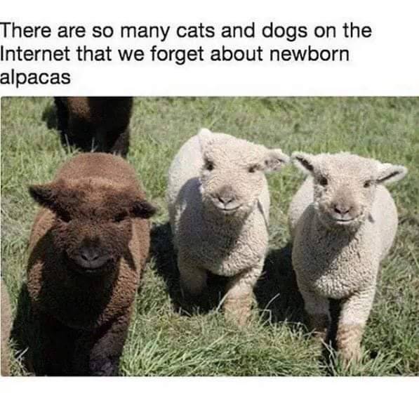alpaca babies - There are so many cats and dogs on the Internet that we forget about newborn alpacas